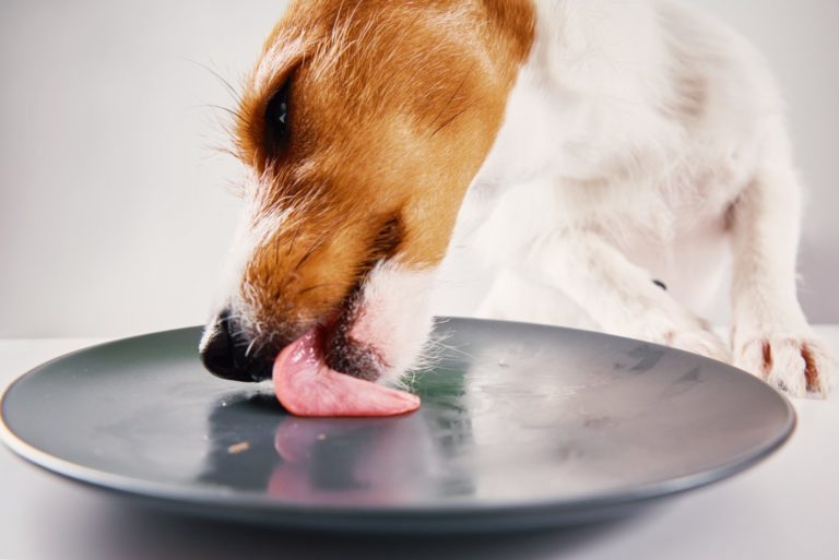 Hungry dog lick empty plate