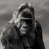 Gorillas 100x100 10