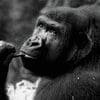 Gorillas 100x100 11