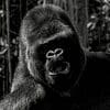 Gorillas 100x100 12
