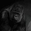Gorillas 100x100 13