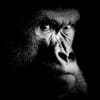 Gorillas 100x100 14