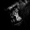 Gorillas 100x100 15