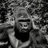 Gorillas 100x100 16