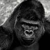 Gorillas 100x100 18