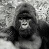 Gorillas 100x100 19