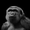 Gorillas 100x100 2