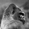 Gorillas 100x100 20