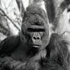 Gorillas 100x100 21