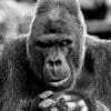 Gorillas 100x100 22