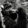 Gorillas 100x100 3