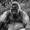 Gorillas 100x100 4