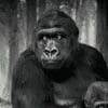 Gorillas 100x100 5