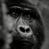 Gorillas 100x100 6