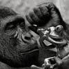 Gorillas 100x100 7