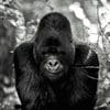 Gorillas 100x100 8