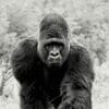 Gorillas 100x100 9